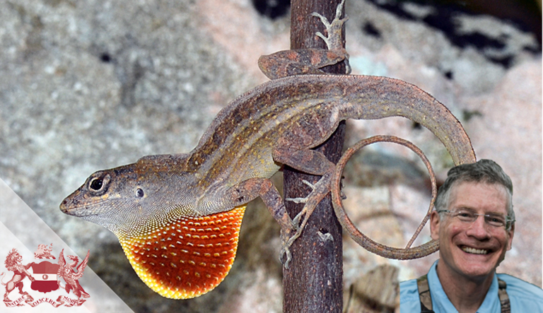 蜥蜴的实时进化:进化过程的现场实验