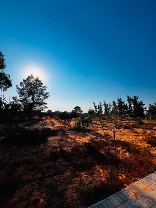 Farm | Hectare | Wadi Al-Rabie