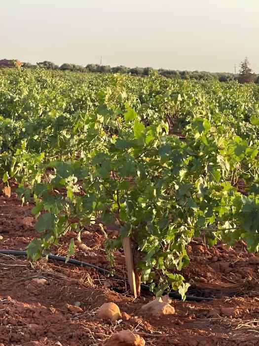 Farm | Productive Investment Opportunity | Al-Muqazha