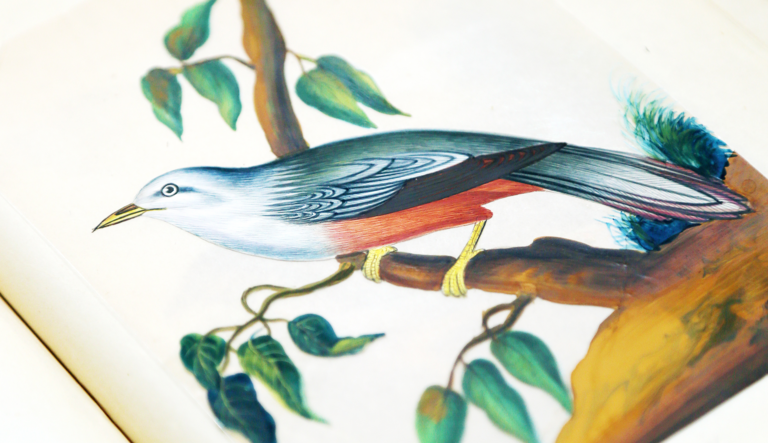 Linnean Lens: Paintings of Indian Birds: the Shortt Collection