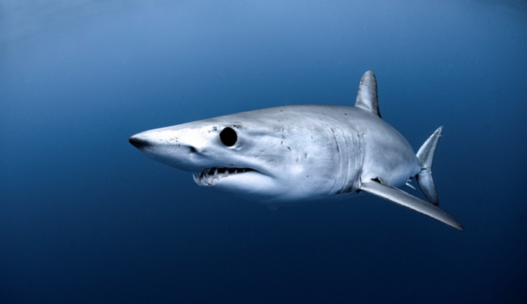 Caught in the middle: Oceanic sharks, climate warming and fishing