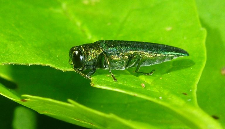 New and Emerging Threats to Plant and Tree Health in the UK