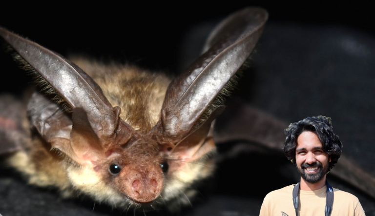 Bats of Western Himalaya: Stories from an Under-surveyed Region