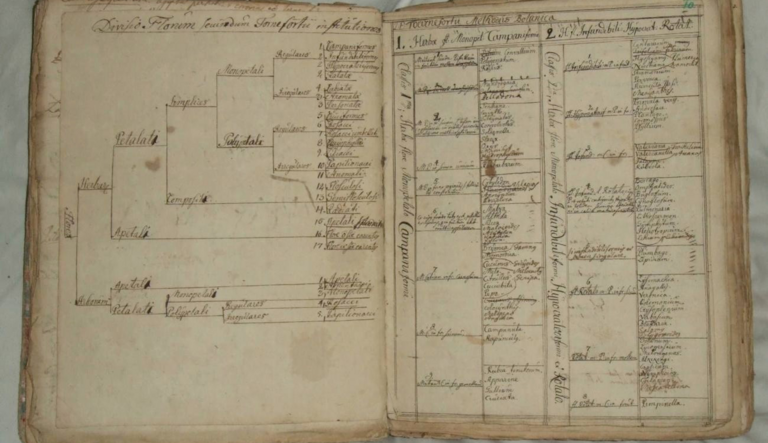 Linnean Lens: Carl Linnaeus’ student manuscript
