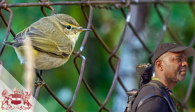 Christmas Lecture 2022: A World of Urban Birds