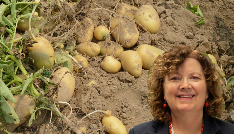 The Potato Plague: A Painfully Interesting Subject