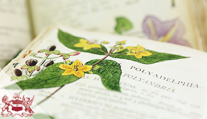 Miracle in the Margins: Richard Dreyer’s Illuminated British Flora