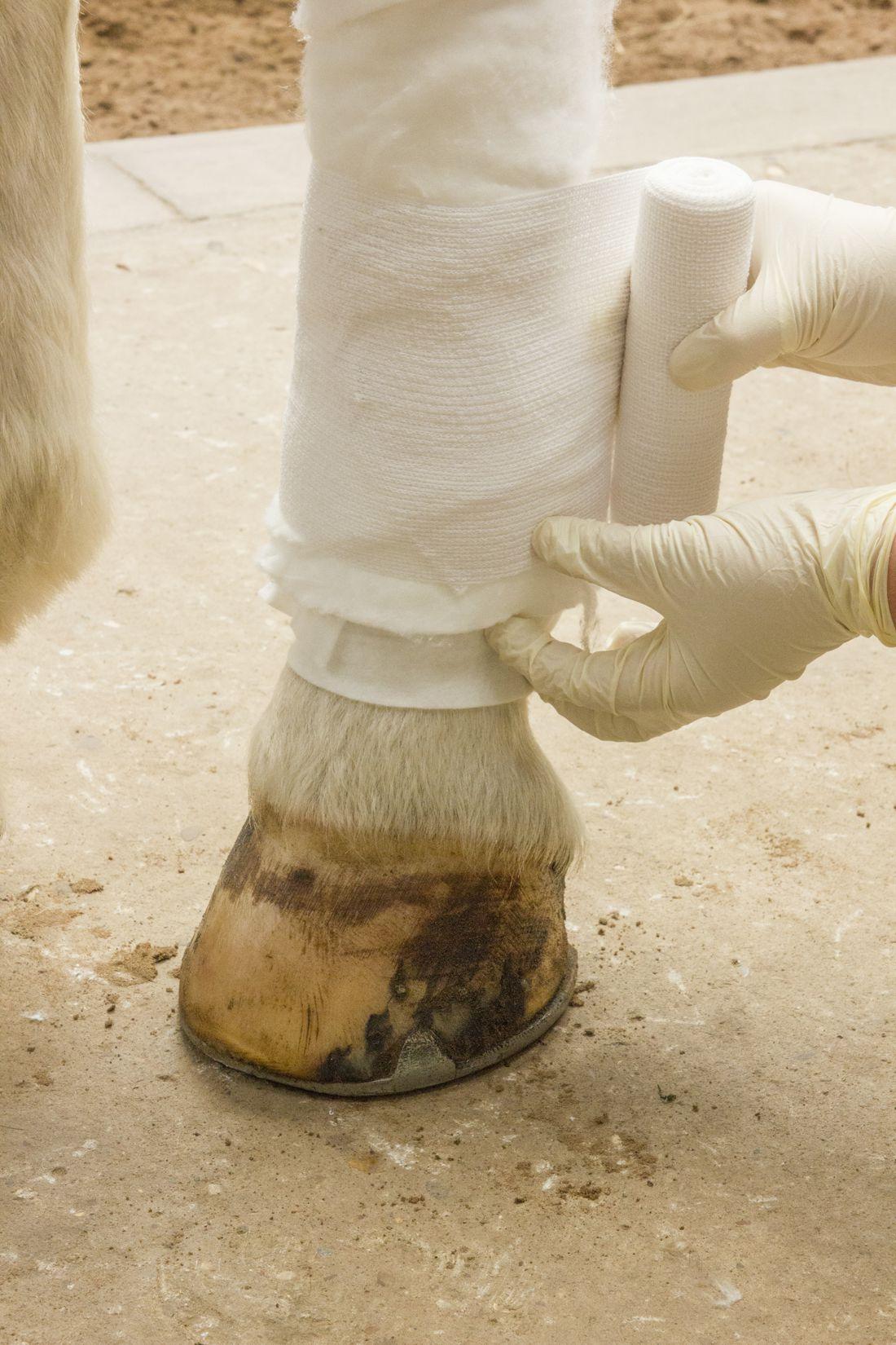 Best practice equine wound care and bandaging by Marie Claire Rippingale British Veterinary