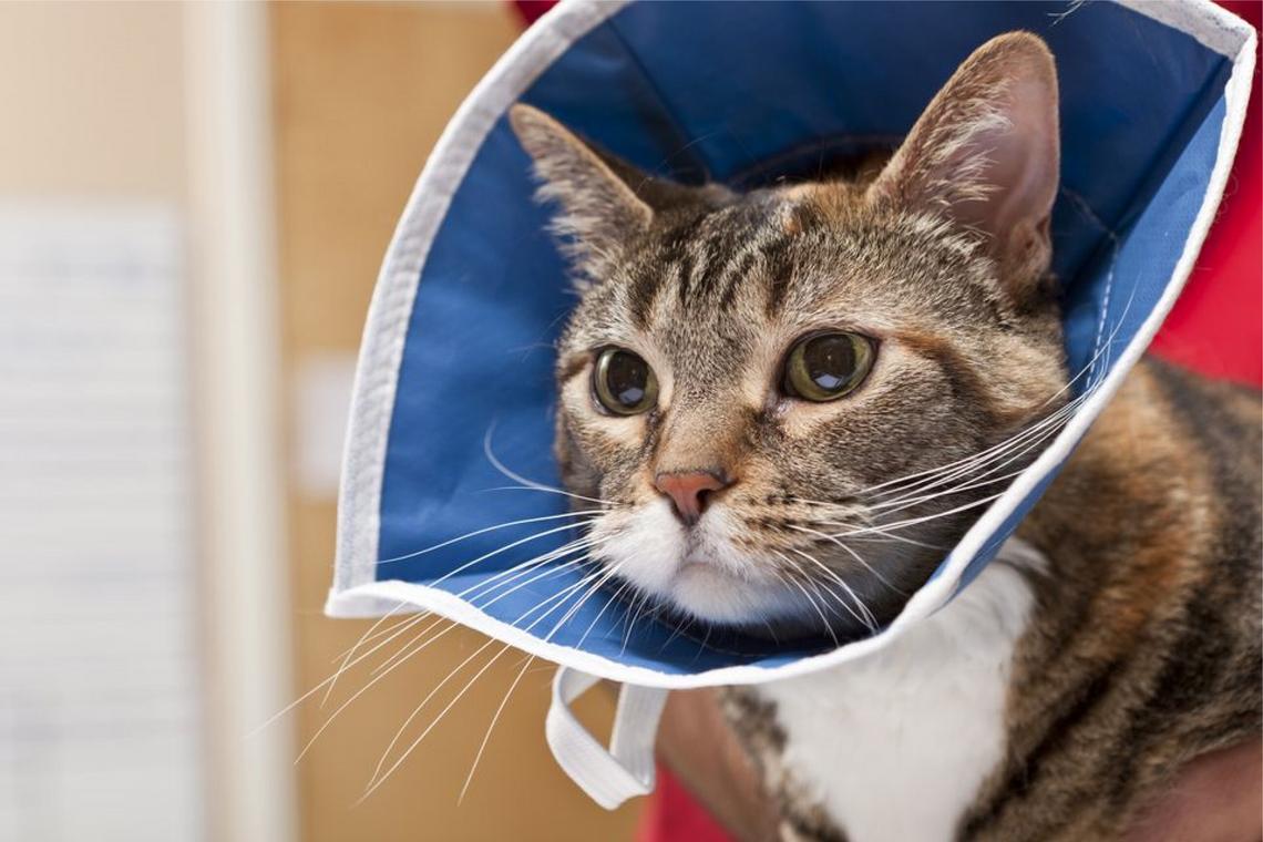 Nursing the feline neurological patient with a traumatic brain injury