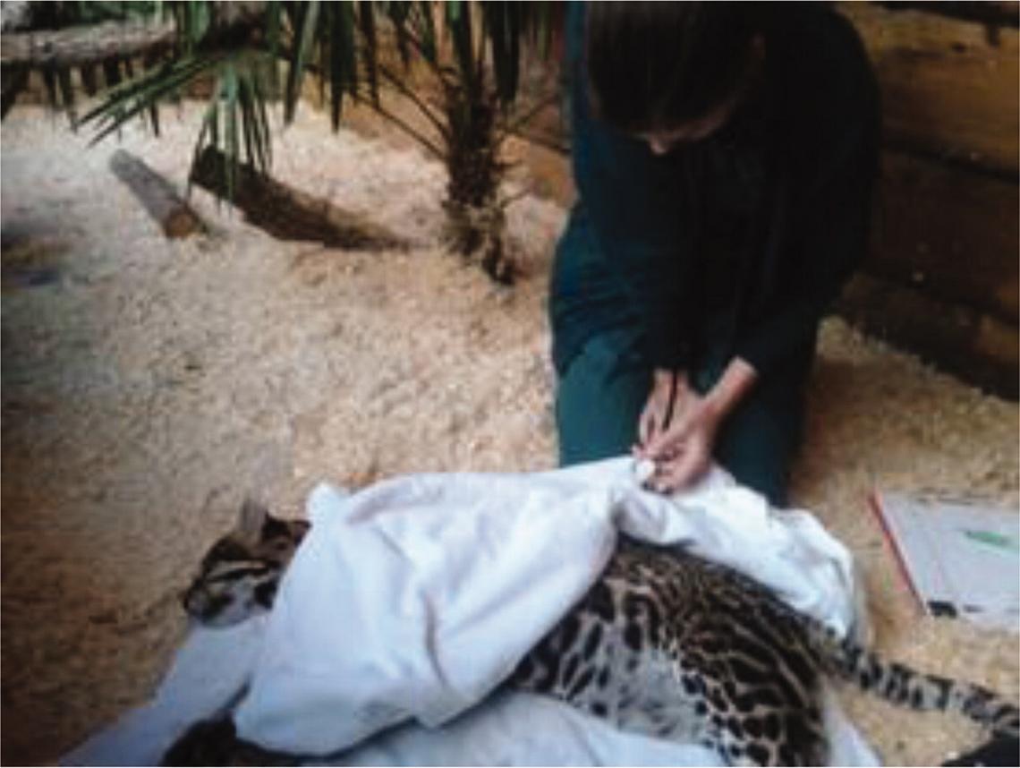 From small animals to zoos by Samantha Ashfield British Veterinary