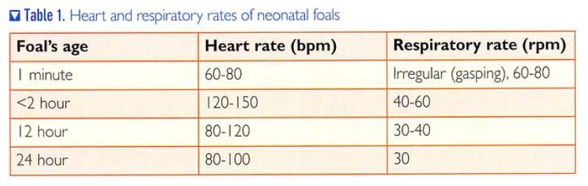 Understanding the normal neonatal foal by Bonny Millar - British ...