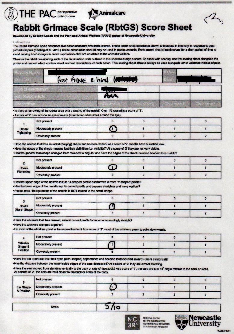 pain-in-rabbits-a-review-for-veterinary-nurses-part-2-management-of