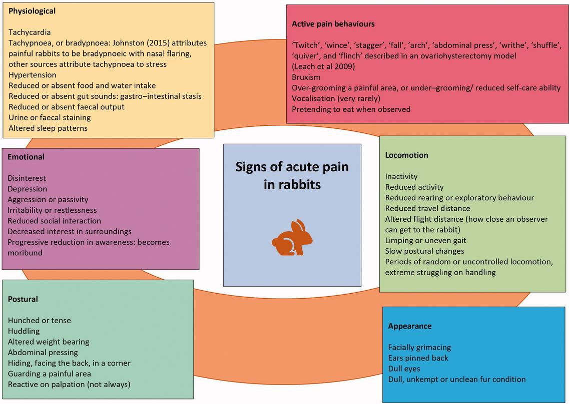 pain-in-rabbits-a-review-for-veterinary-nurses-part-one-assessment