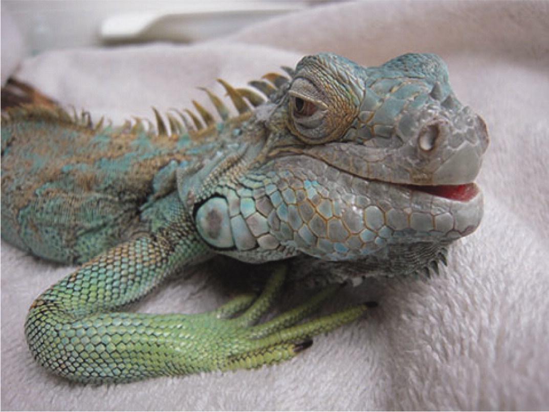 Nutritional secondary hyperparathyroidism in reptiles by Bell