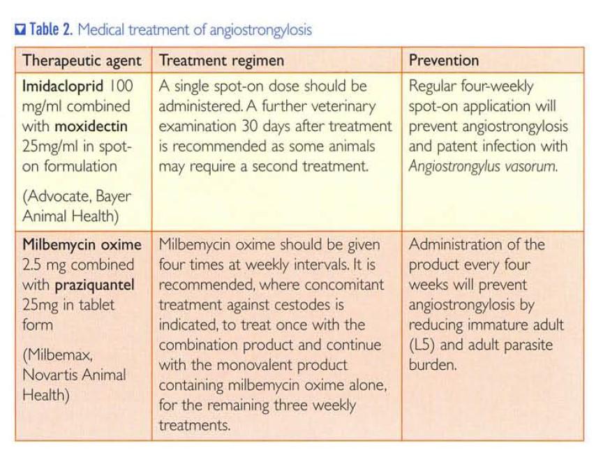 can-you-prevent-lungworm-in-dogs