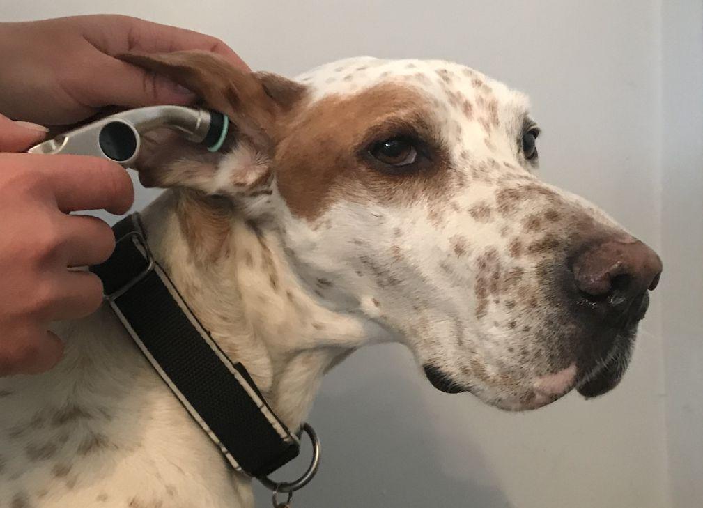 Establishing a reference range for normal canine tympanic membrane