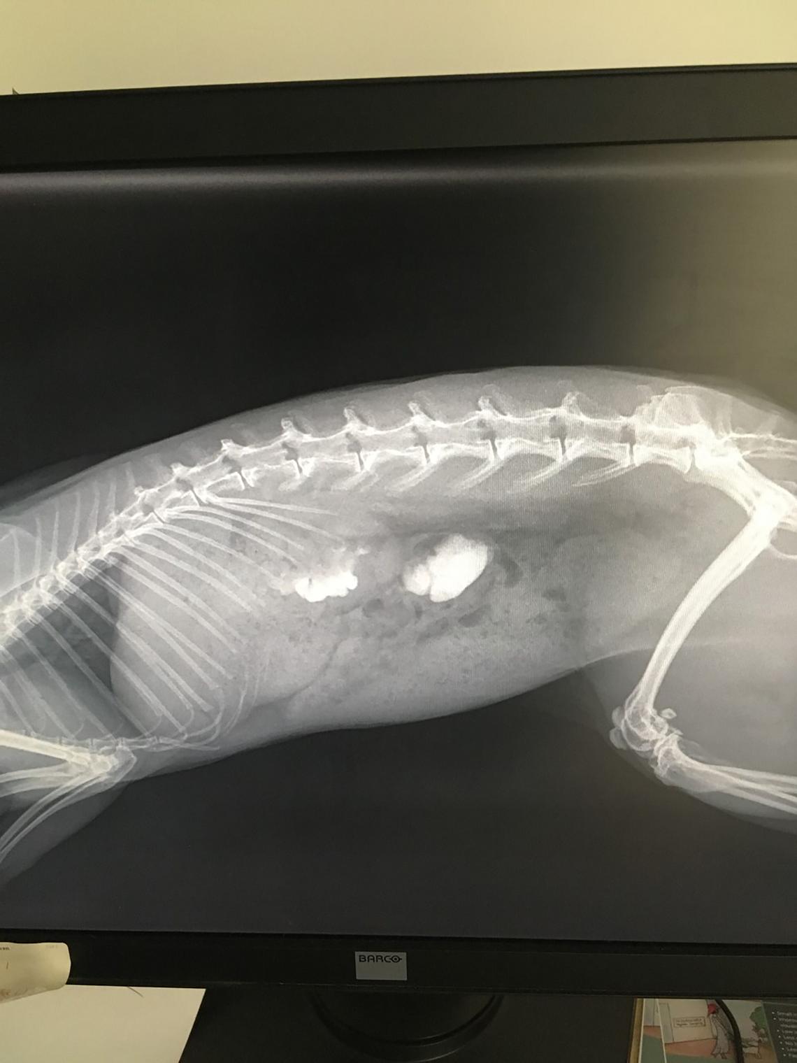 Chronic renal failure in rabbits by Rachel Sibbald British Veterinary