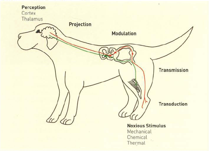 Proactive pain control by Anya Owen - British Veterinary Nursing AssociationBritish Veterinary Nursing Association Proactive pain control by Anya Owen - British Veterinary Nursing AssociationBritish Veterinary Nursing Association