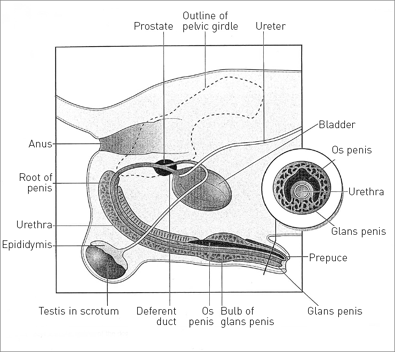 Phimosis in Dogs and Cats - Reproductive System - Merck Veterinary