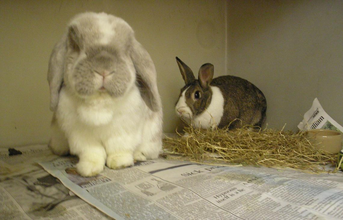 How to be a rabbit friendly practice by Claire Speight British