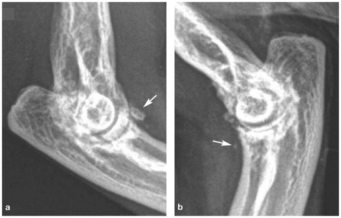 gabapentin cats osteoarthritis