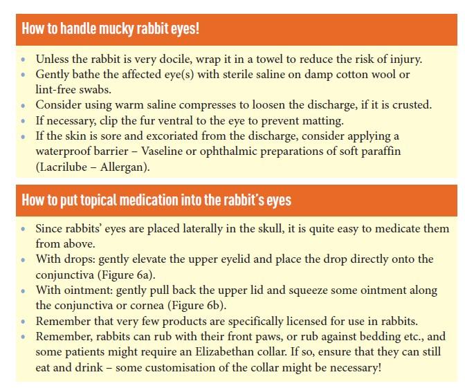 Rabbit Eye Problems And Treatments – Lafeber Co. – Small Mammals