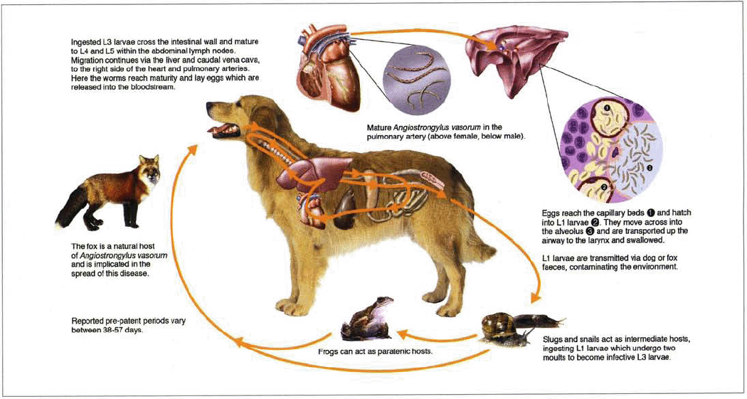 Medication for lungworm in dogs hotsell