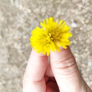 avatar thumb