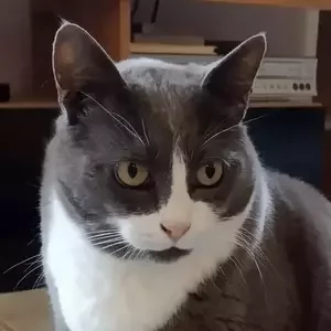 avatar thumb