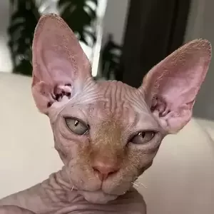 avatar thumb