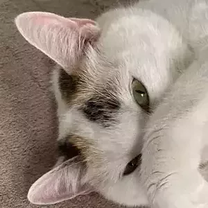 avatar thumb
