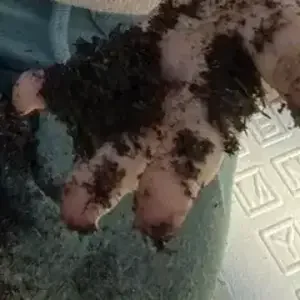 avatar thumb