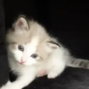 avatar thumb