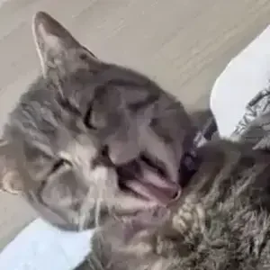 avatar thumb