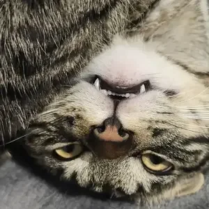 avatar thumb