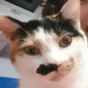 avatar thumb