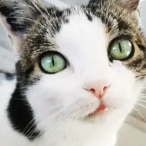 avatar thumb