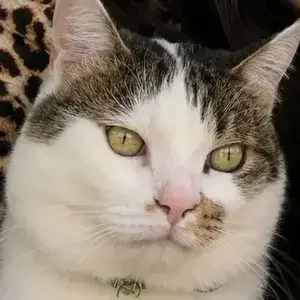 avatar thumb